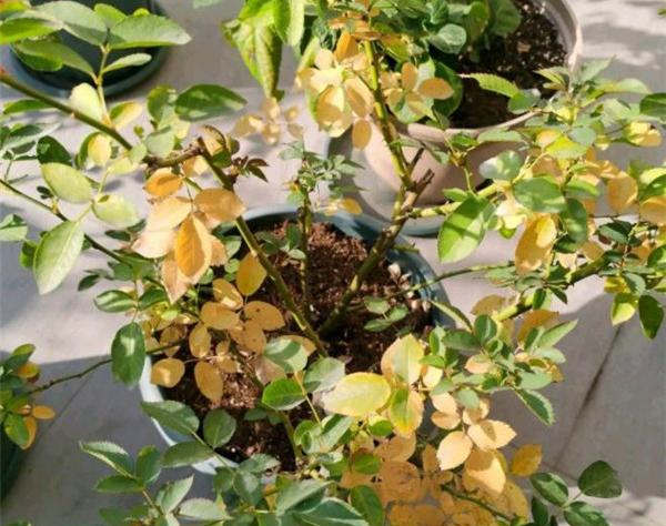 月季枝干從底部開始爛根和黃葉是什么原因？