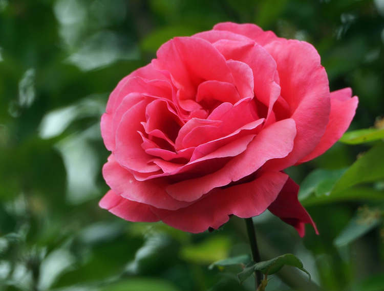 月季只發芽不開花怎么辦，月季發芽不開花是什么原因導致的