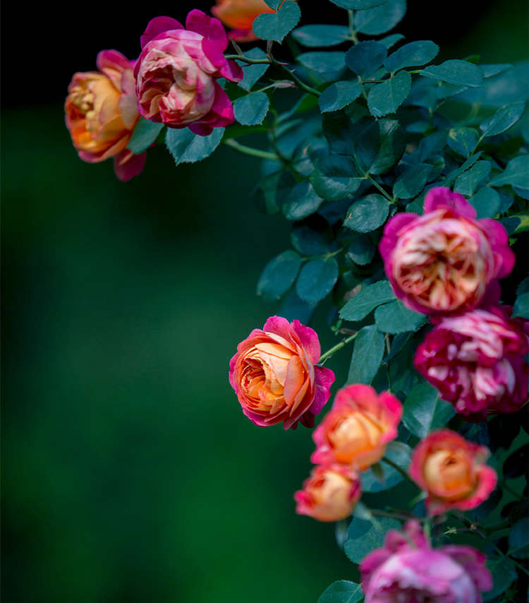 藤本月季怎么爬藤，讓藤本月季爬藤爬墻的方法技巧