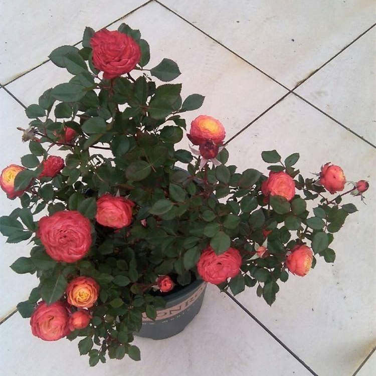 藤本月季和薔薇有哪些區別，藤本月季和薔薇怎么種植