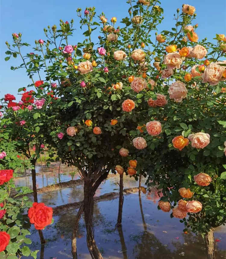 樹樁月季用的是什么砧木，月季嫁接的砧木