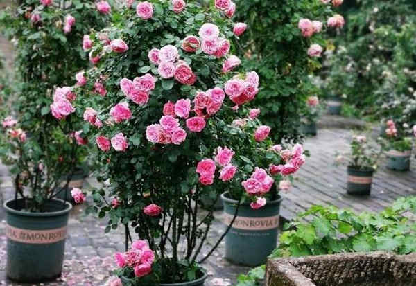 簡單易學的盆栽月季花日常養護方法介紹