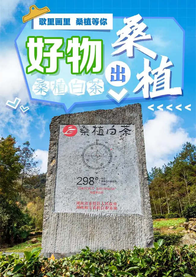 湖南張家界桑植白茶