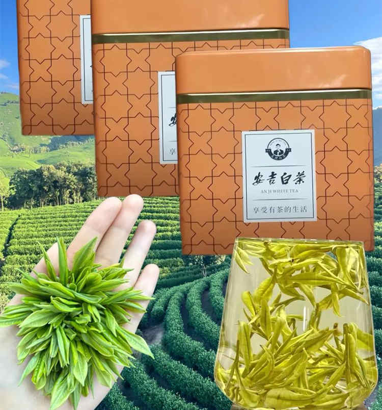 浙江安吉白茶白葉一號介紹，安吉白茶可以煮著喝嗎