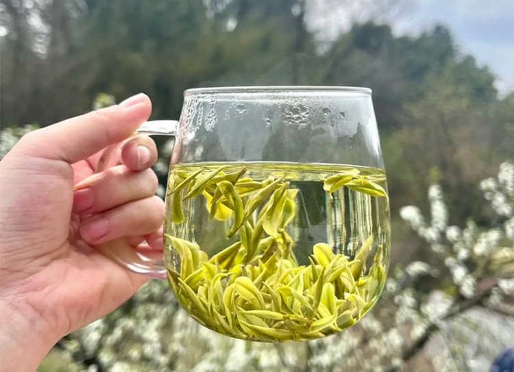 浙江安吉白茶為什么叫女人茶，女性長期喝安吉白茶好處