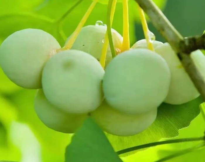 長興縣四寶分別是哪些，長興四寶簡介銀杏、青梅、吊瓜和板栗