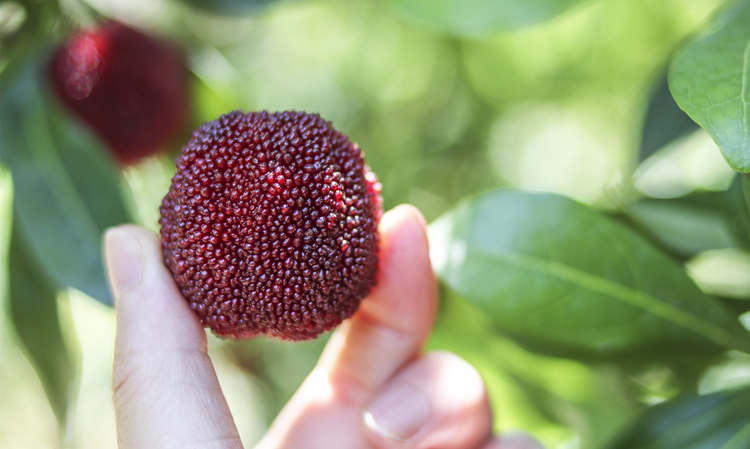 ??仙居楊梅怎么樣好吃嗎，??浙江仙居楊梅圖片土特產簡介