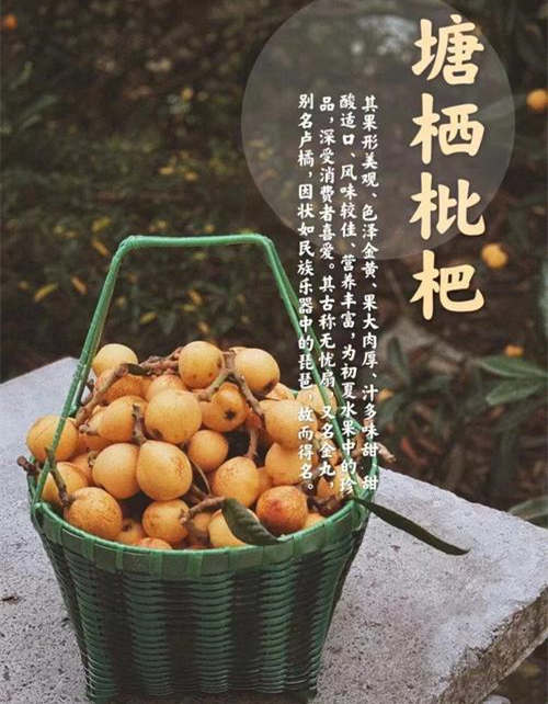 ??塘棲枇杷怎么樣好吃嗎，??浙江金塘棲枇杷圖片土特產簡介