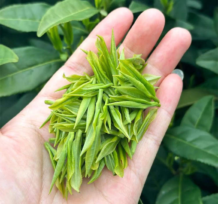 安吉白茶為什么是綠茶而不是白茶，安吉白茶介紹