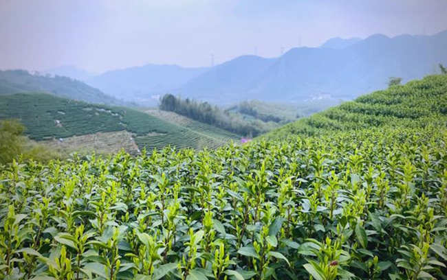 白葉一號是安吉白茶嗎，安吉白茶屬于什么茶種