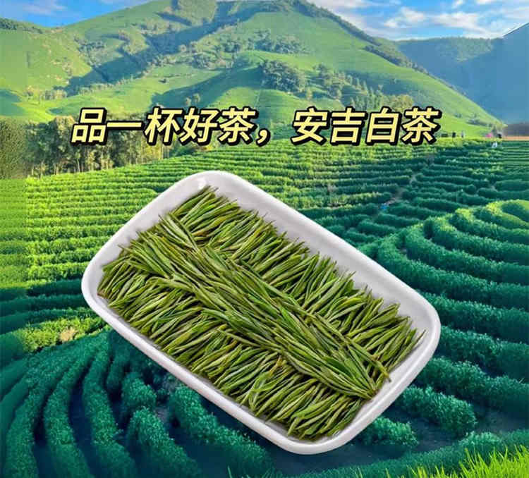原產地安吉白茶怎么找，正宗安吉白茶茶農直銷