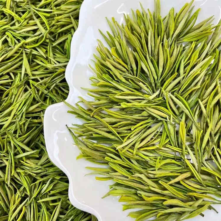 安吉白茶屬于老白茶嗎