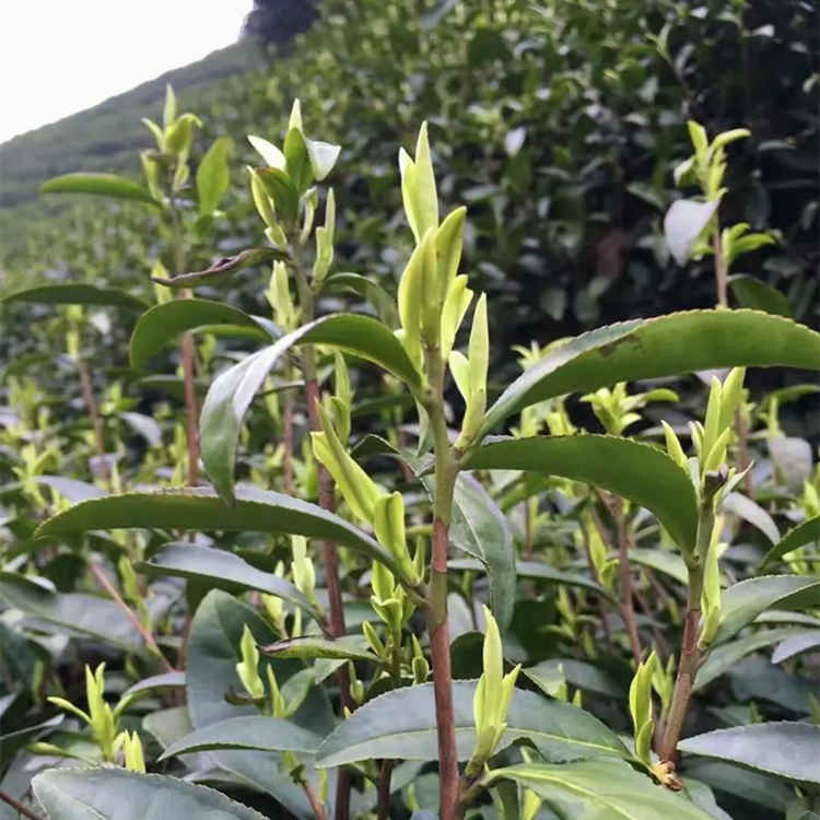 浙江安吉白茶是哪里的茶葉