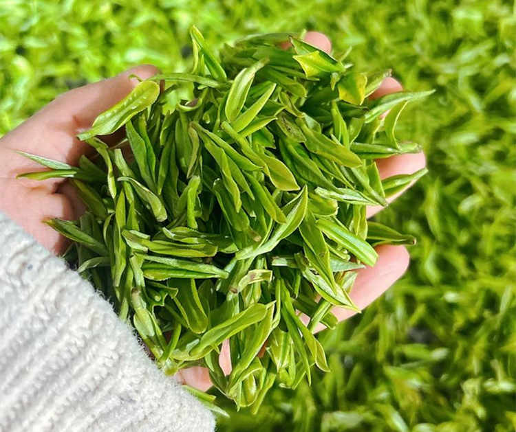 安吉白茶好還是龍井茶好