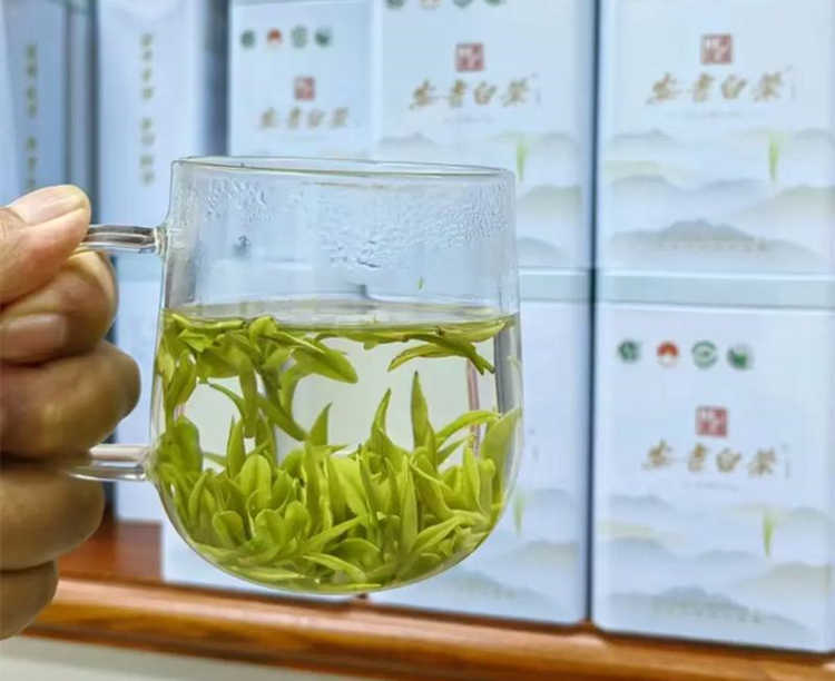 怎樣辨別安吉白茶的檔次好壞