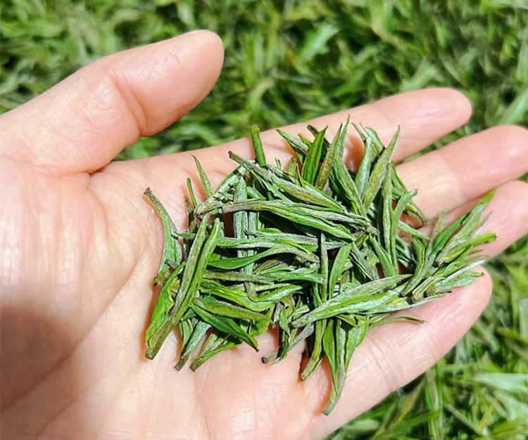 安吉白茶屬于低端茶葉嗎