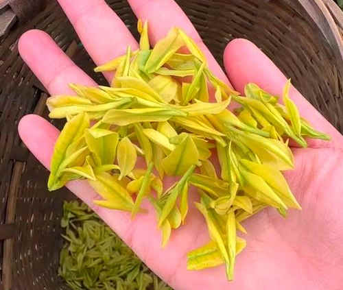 安吉奶白茶為什么叫奶白茶,皇金芽名字由來