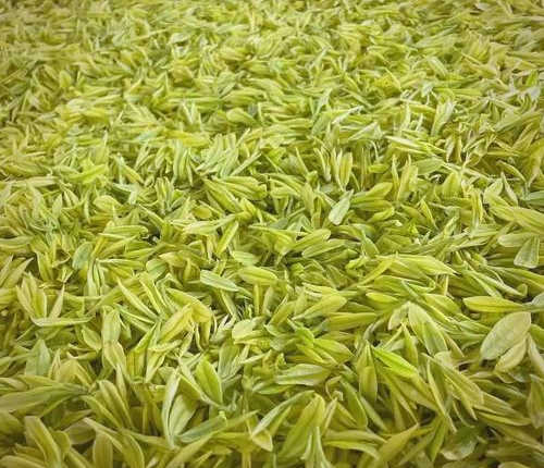 奶白茶與安吉白茶的區別有哪些