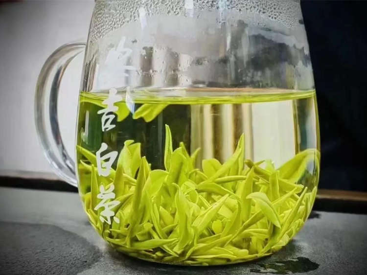 浙江安吉白茶沖泡方法正確步驟簡介