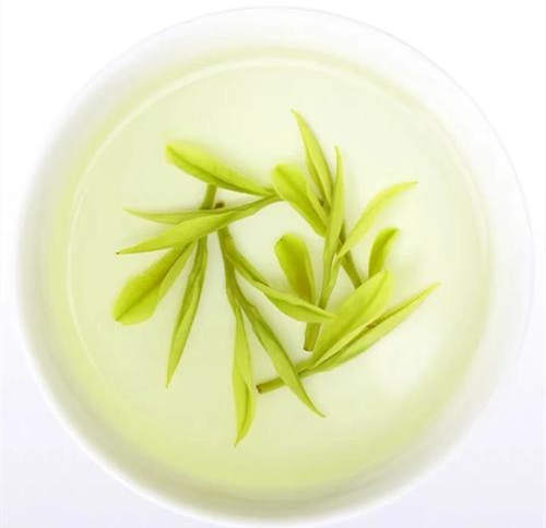 新手小白怎么泡安吉白茶才好喝
