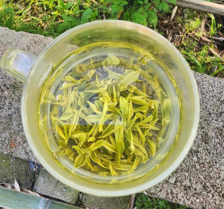 原產地安吉白茶有什么功效