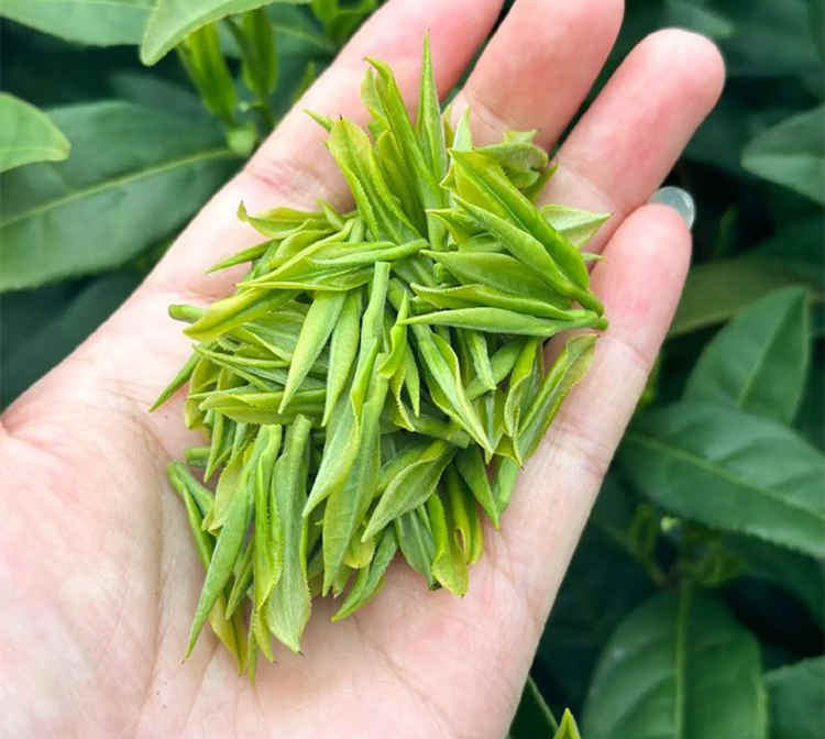 安吉白茶有什么種類，浙江安吉白茶有哪些品種