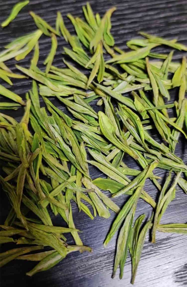 浙江安吉白茶屬于哪種茶樹