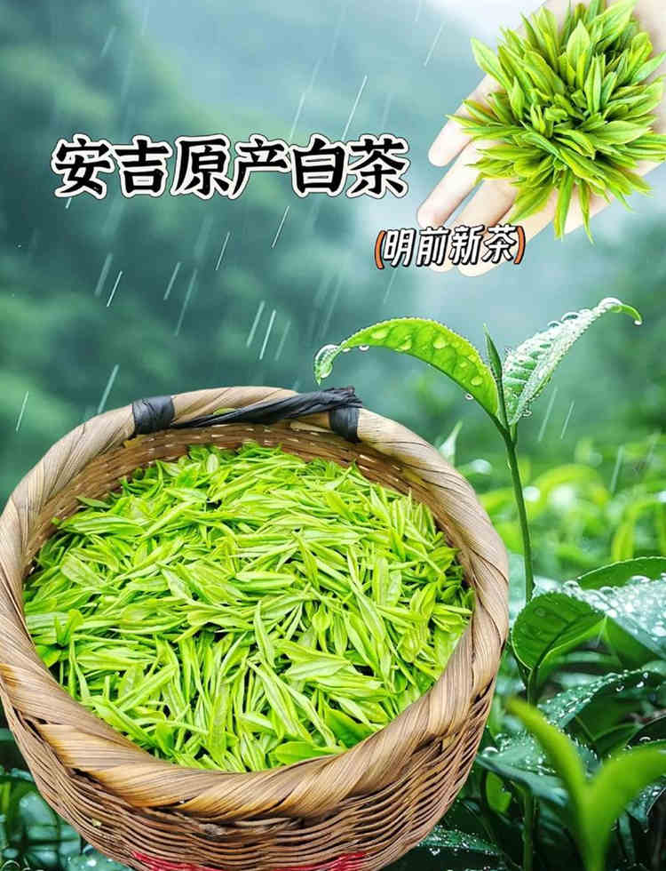 浙江正宗安吉白茶歷史由來