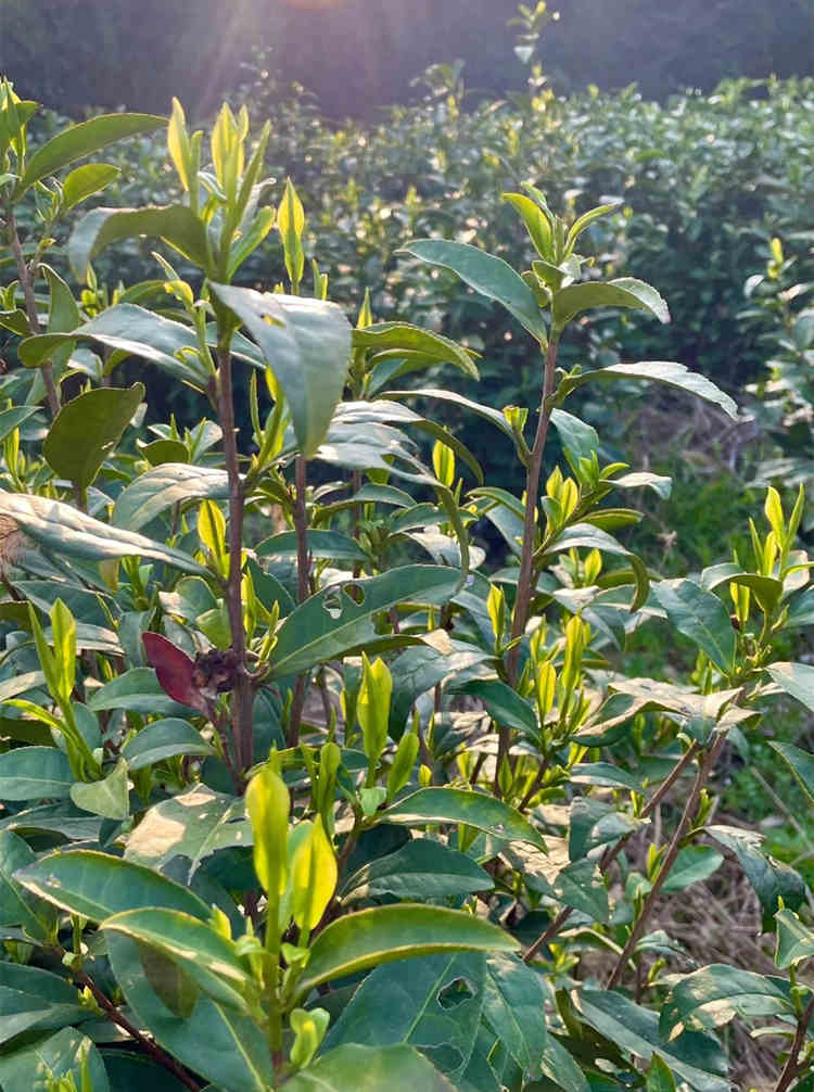 黃金葉與安吉白茶的區別有哪些