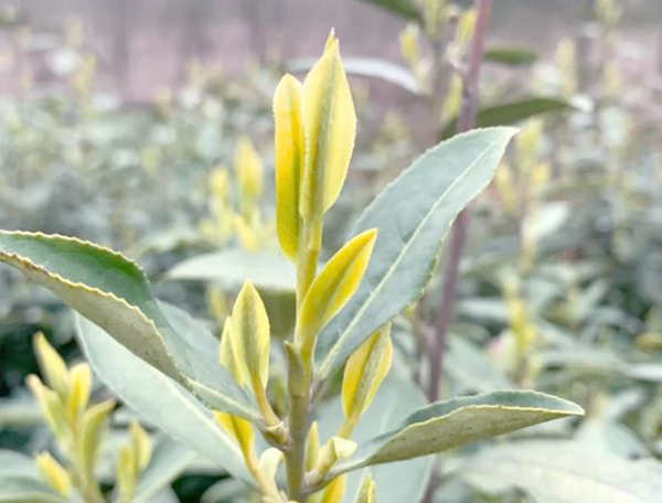 安吉奶白茶與黃金葉有哪些區別