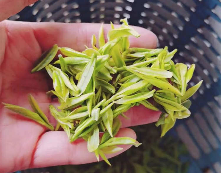 原產地安吉白茶采摘標準簡介