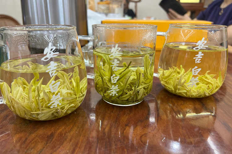 安吉白茶皇金芽口感是怎么樣的