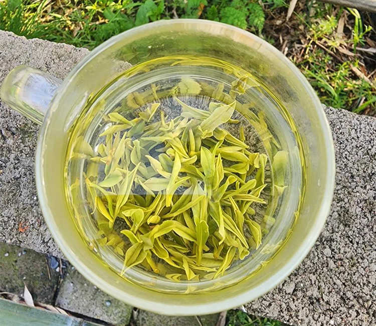 冷泡安吉白茶的正確沖泡方式