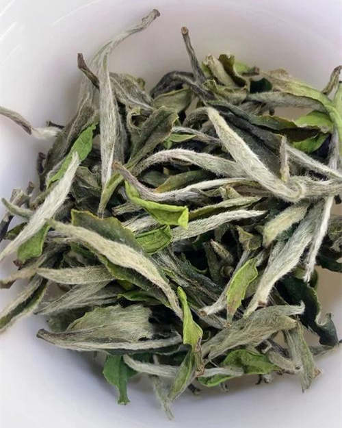 安吉白茶與福鼎白茶有哪些區別