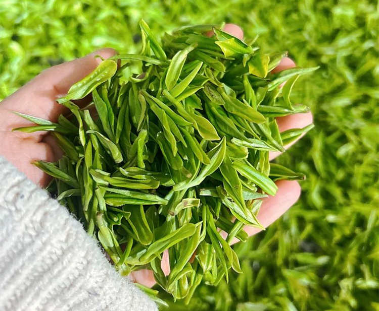 浙江安吉白茶的核心產地有哪些