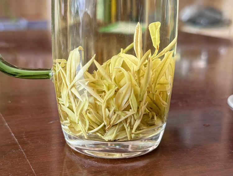 浙江安吉奶白茶產量怎么樣