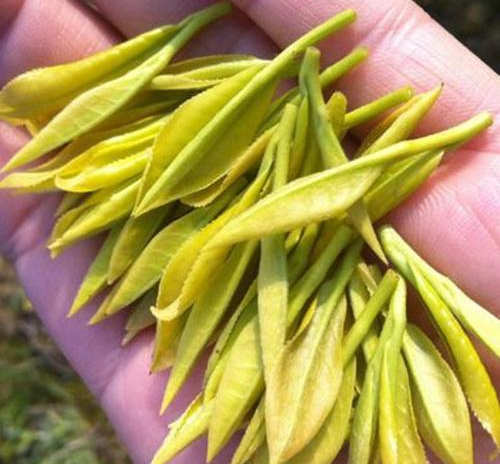 安吉奶白茶價格是多少錢一斤?