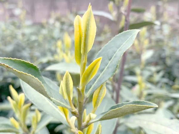 浙江皇金芽價格多少錢一斤