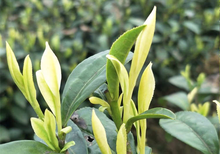 皇金芽的功效與作用有哪些