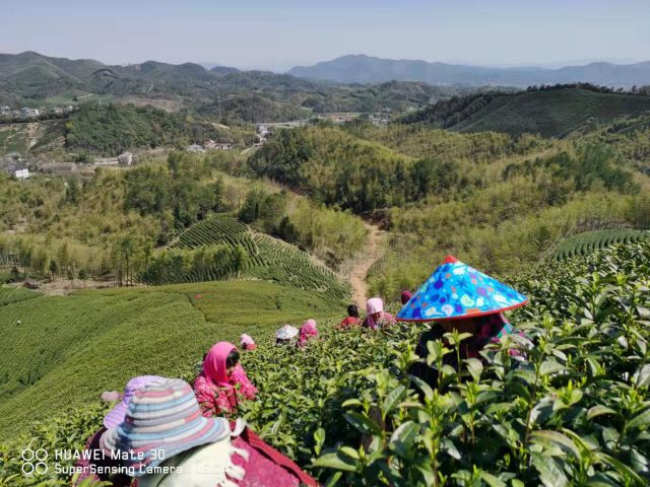浙江安吉永存白茶有限公司怎么樣,地址聯系方式